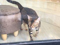 -猫十亿·布偶金渐层·曼基康矮脚猫舍(青年路店)