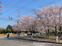 -高东镇樱花园