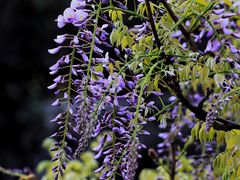 -上海吴淞炮台湾国家湿地公园