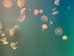 -福州罗源湾海洋世界旅游区