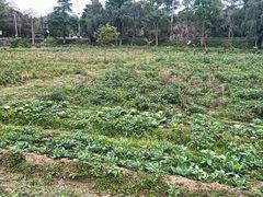 -荔枝红五号农庄