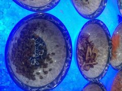 -源·咖啡自助餐厅·海鲜·烧烤·三文鱼(海口华彩洲际酒店)