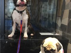 -MOLLY'S萌宠生活馆