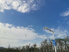 -芒洲湿地公园