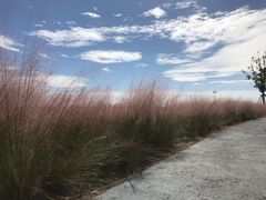 -春花秋色城市公园