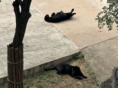 -石家庄市动物园