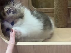 -爪爪喵星球·猫舍(卓悦中心店)