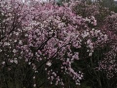 -九皇山景区