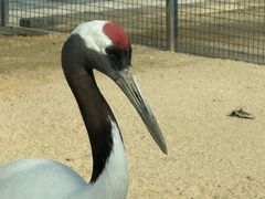 -盐城丹顶鹤湿地生态旅游区