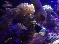 -悉尼海洋生物水族馆