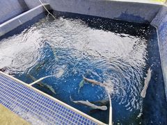 -鸿渡渔庄·特色鸭咀鱼