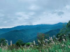 -海南霸王岭国家森林公园