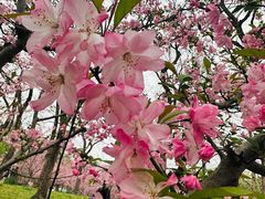 -上海共青森林公园