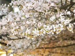 -玛格萝妮比萨屋(四平店)