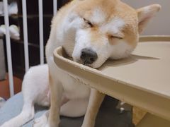 -逗柴咖啡屋·狗咖猫咖宠物桌游