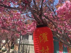 -莱阳濯村樱花园