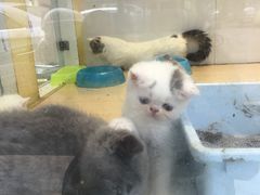 -宠伴小精灵宠物店(鼓楼店)