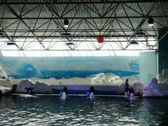 -秦皇岛乐岛海洋王国