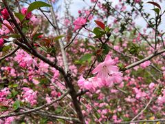 -南汇桃花村