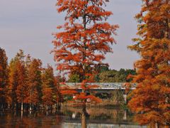 -白鹭湾湿地公园