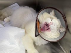 -安安宠医宠物医院·异宠·犬猫内科(岳阳分院)