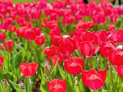 -玄武湖景区-情侣园游乐场