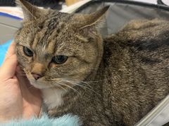 -伟伟宠物医院·CT影像中心·瑞派犬猫综合性门诊(汉口总院)