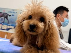 -宠福鑫动物医院(望京分院)