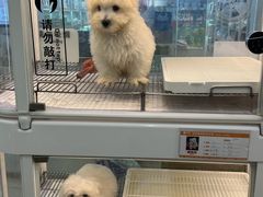 -翊宠yipet猫狗购宠庄园犬舍•猫舍