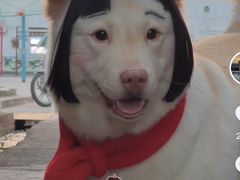 -申普宠物医院·眼科·心内科·影像科(普陀分院)