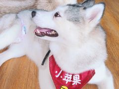 -Husky Go! 哈士奇体验馆·宠物咖啡厅狗咖