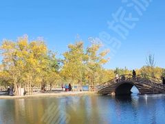 -金塔沙漠胡杨林景区