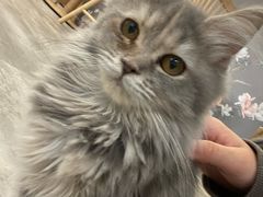 -楼上猫咖(罗湖店)