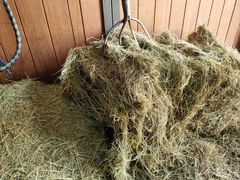 -北京群众马术培训基地