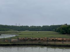 -溱湖国家湿地公园