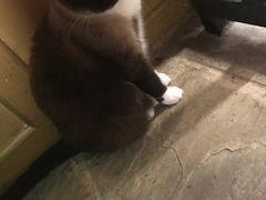 -猫咪博物馆(顶澳仔猫街店)