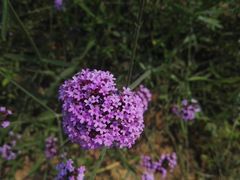 -北京东方普罗旺斯薰衣草庄园