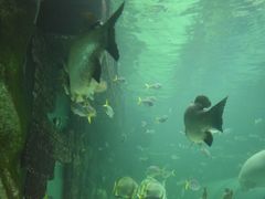 -悉尼海洋生物水族馆