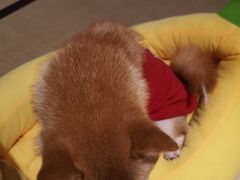-逗柴咖啡屋·狗咖猫咖宠物桌游