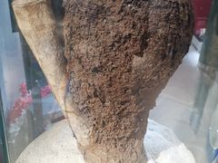 -上海昆虫博物馆