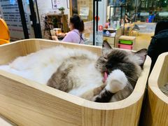 -藏猫猫咖啡主题馆(中央大道店)
