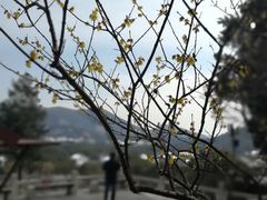 -香雪海