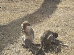 -合肥野生动物园