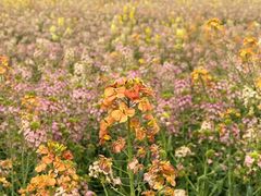 -中国天府农业博览园