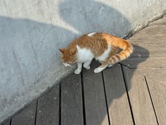 -千岛湖东南湖区