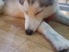 -Husky Go! 哈士奇体验馆·宠物咖啡厅狗咖