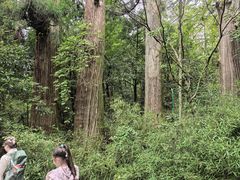 -天目山大树王景区