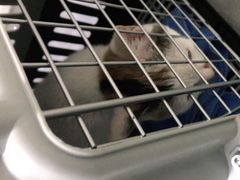 -安安宠医·安宠宠物医院