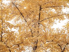 -腾爱熊猫咖啡生活馆(老东门店)