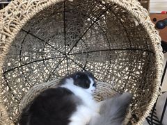 -飞行喵MR PILOT|猫舍·猫咖(静安大融城店)
